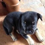たろちゃん