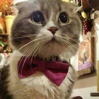 にゃめろーー
