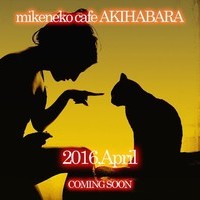 みけねこカフェ秋葉原店の店舗アイコン