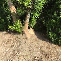 雛