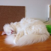 かつくん