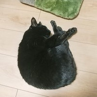 ねこさか